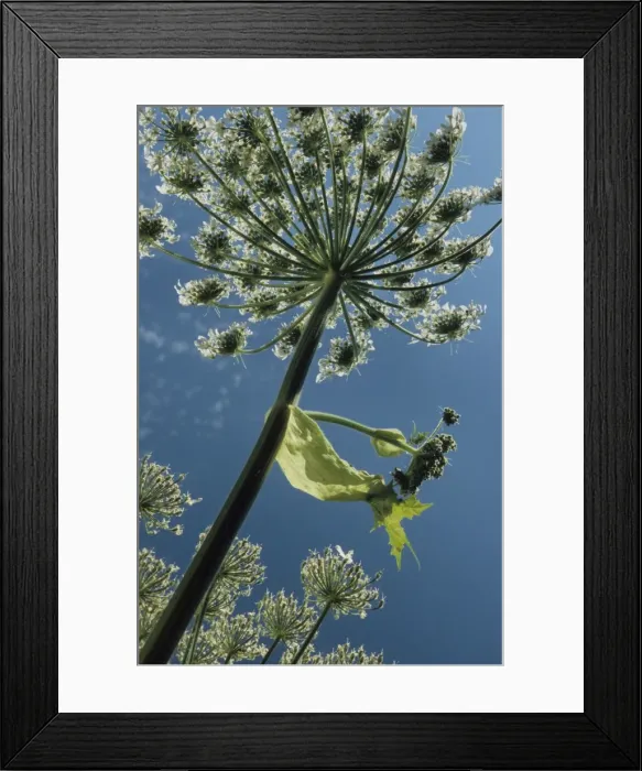 Framed Print : Giant hogweed flowering - Belgium
