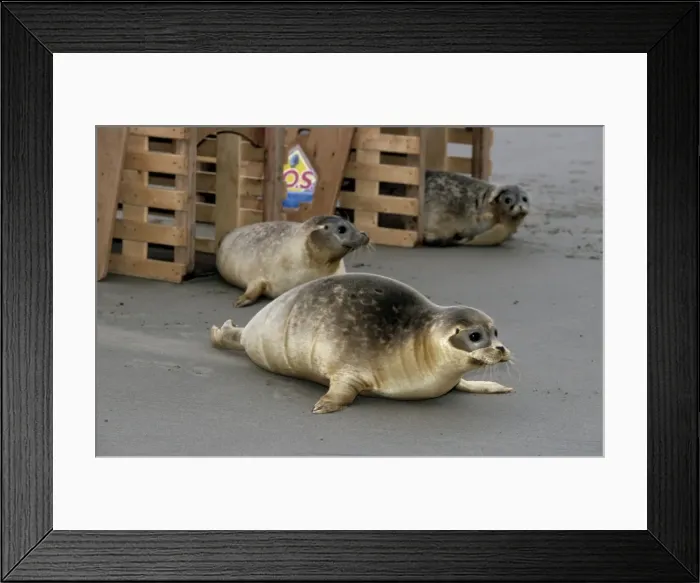 Framed Print : Common Seals - Release of young on sand-bank Schelde river, Netherlands Framed Print : Common Seals - Release of young on sand-bank Schelde river, Netherlands