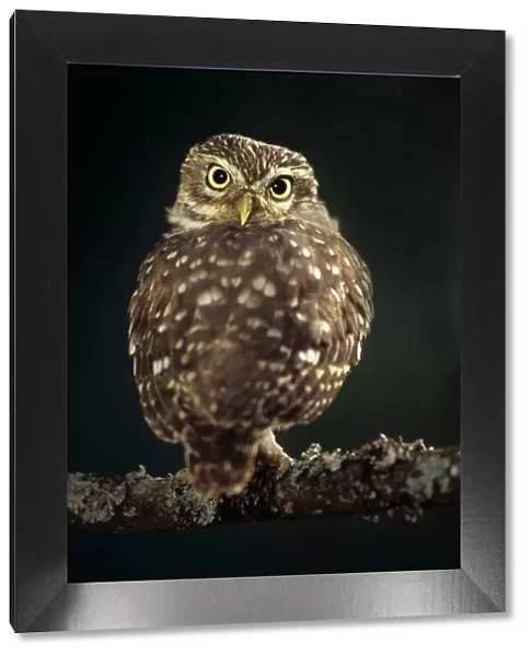Little Owl - looking backwards at night