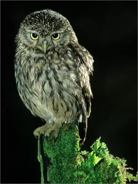 Little Owl at night