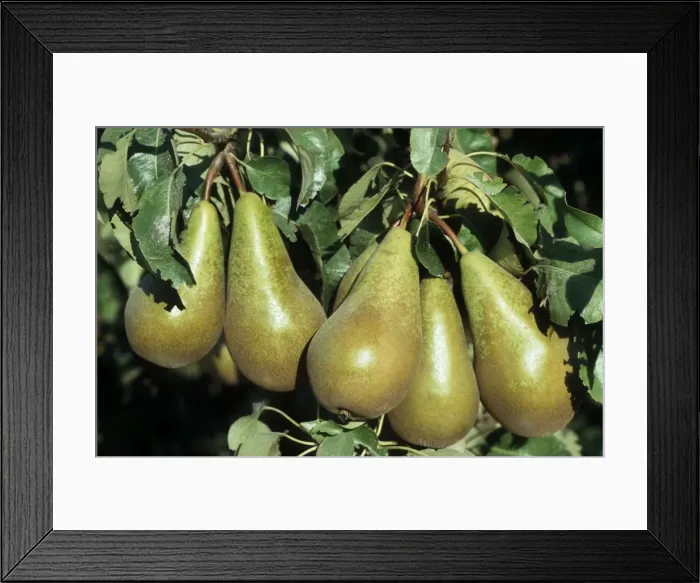 Framed Print : Pear - conferance on tree - Belgium Framed Print : Pear - conferance on tree - Belgium