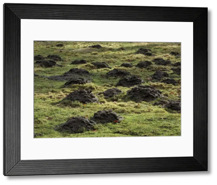 Framed Print : Mole Hills - in meadow Framed Print : Mole Hills - in meadow