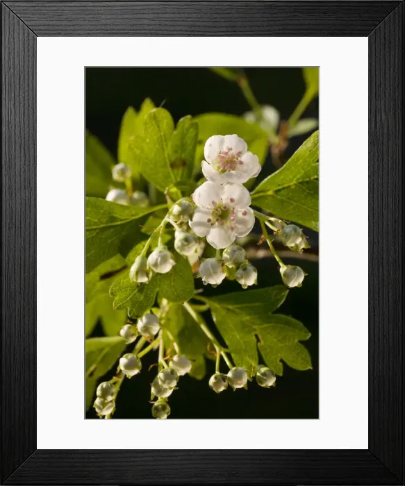 Framed Print : Hawthorn blooming Framed Print : Hawthorn blooming