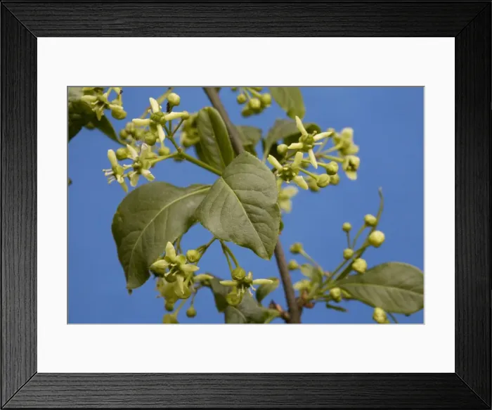 Framed Print : Common Spindle Tree blooming Framed Print : Common Spindle Tree blooming