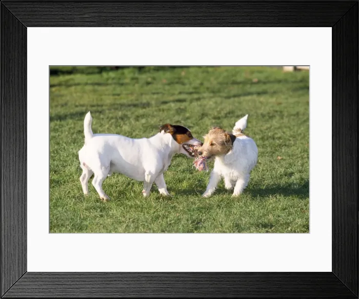 Framed Print : Jack Russel Terrier Dogs - playing