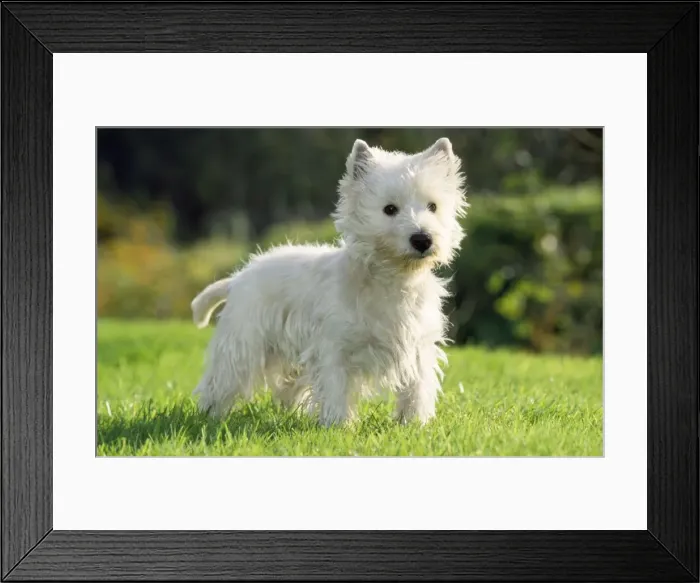 Framed Print : West Highland White Terrier Dog Framed Print : West Highland White Terrier Dog
