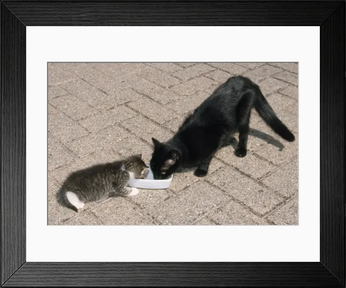 Framed Print : Cat - & kitten drinking water Framed Print : Cat - & kitten drinking water