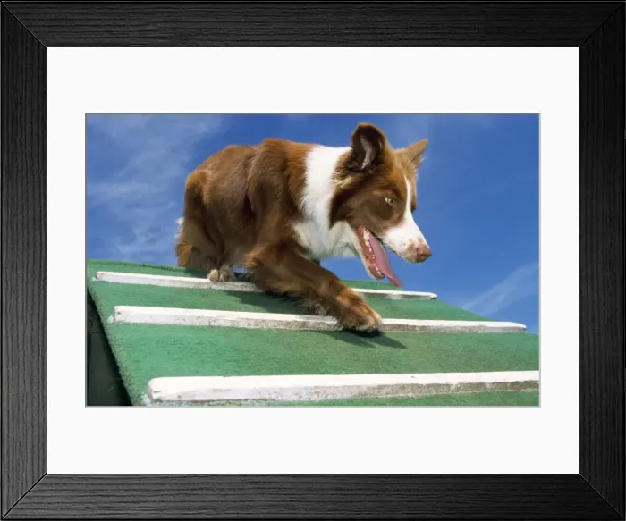 Framed Print : Border Collie Dog - showing agility Framed Print : Border Collie Dog - showing agility