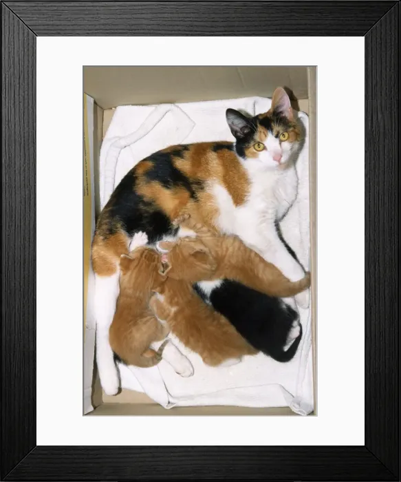 Framed Print : Tricolour Cat - with kittens feeding Framed Print : Tricolour Cat - with kittens feeding