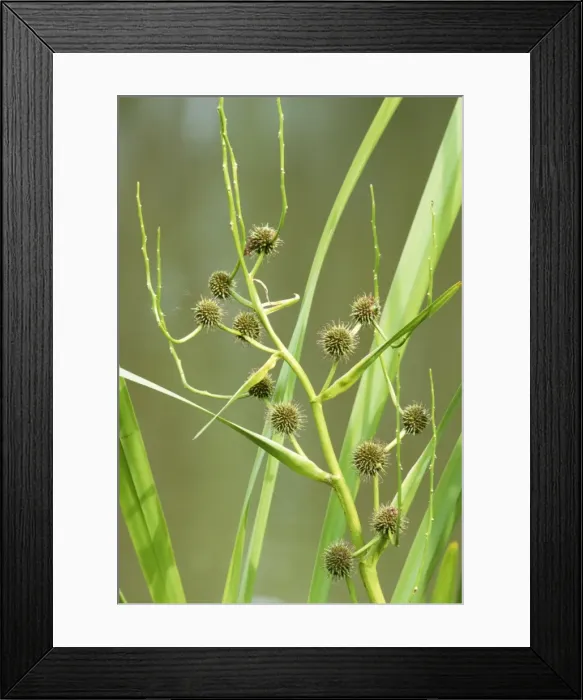 Framed Print : Branched Bur-reed Plant Framed Print : Branched Bur-reed Plant