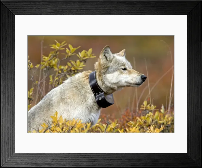 Framed Print : Grey Wolf, with radio collar, alpha female, Denali NP, Alaska, North America. September Framed Print : Grey Wolf, with radio collar, alpha female, Denali NP, Alaska, North America. September