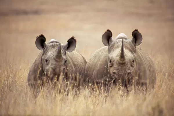 Black  /  Hooked-lipped Rhinoceros - two in long grass Kenya, Africa