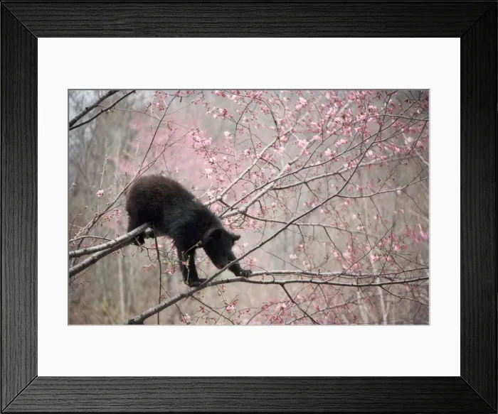 Framed Print : Asiatic Black Bear - in tree with blossom Japan Framed Print : Asiatic Black Bear - in tree with blossom Japan