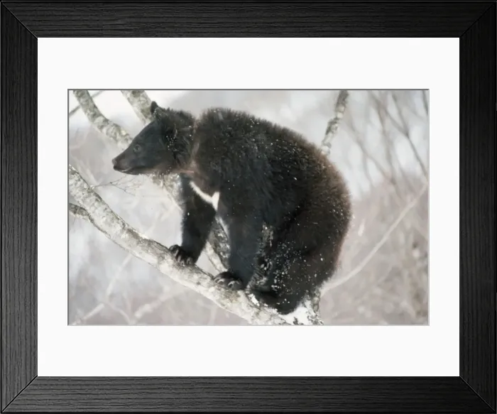 Framed Print : Asiatic Black Bear - in tree Japan Framed Print : Asiatic Black Bear - in tree Japan