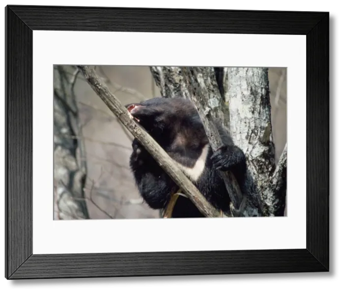 Framed Print : Asiatic Black Bear - in tree, eating bark. Japan Framed Print : Asiatic Black Bear - in tree, eating bark. Japan