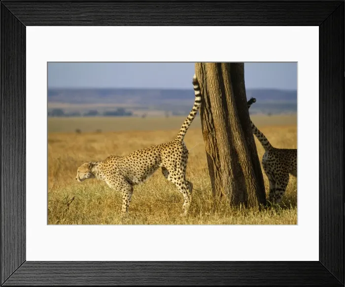 Framed Print : Cheetah - scent marking Kenya, Africa Framed Print : Cheetah - scent marking Kenya, Africa