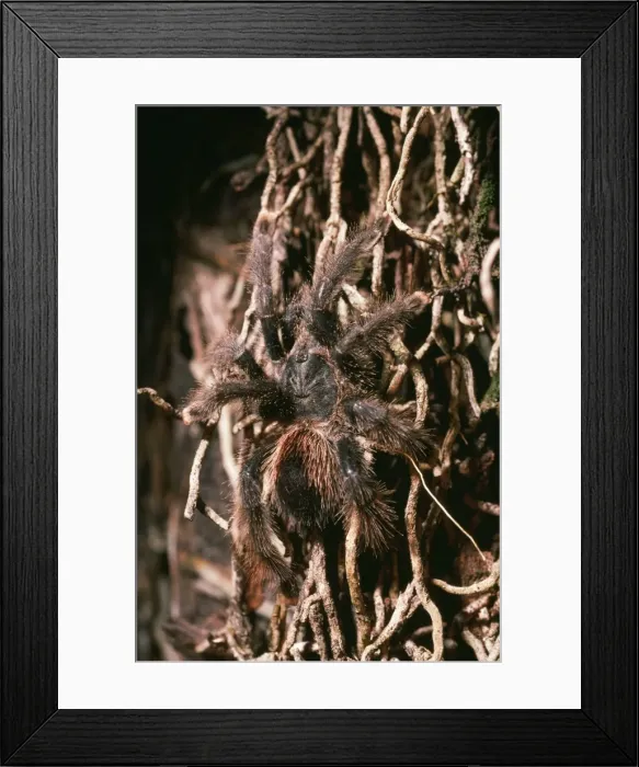 Framed Print : Pink-toed / Orange tipped Tarantula Spider Amazonas, Venezuela Framed Print : Pink-toed / Orange tipped Tarantula Spider Amazonas, Venezuela