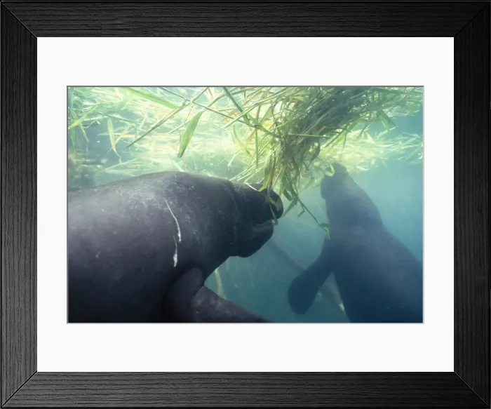 Framed Print : Amazonian Manatee - eating aquatic grasses in creek Amazonia, Brazil Framed Print : Amazonian Manatee - eating aquatic grasses in creek Amazonia, Brazil