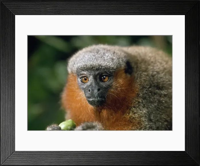 Framed Print : Dusky Titi Monkey Amazon Brazil Framed Print : Dusky Titi Monkey Amazon Brazil