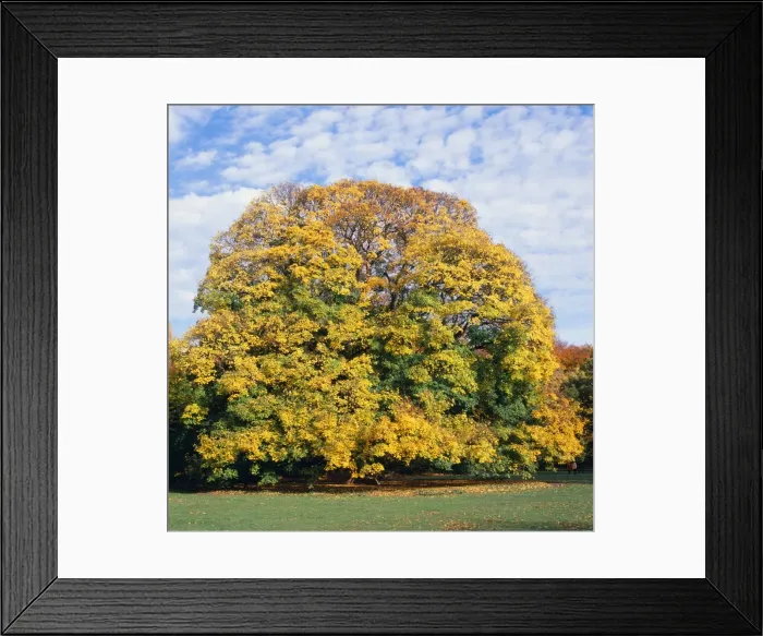 Framed Print : Sycamore Tree - Autumn, sequence 3 of 4 Framed Print : Sycamore Tree - Autumn, sequence 3 of 4