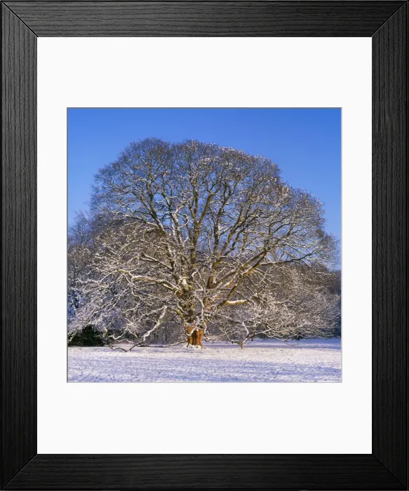 Framed Print : Sycamore Tree - winter, sequence 4 of 4 Framed Print : Sycamore Tree - winter, sequence 4 of 4