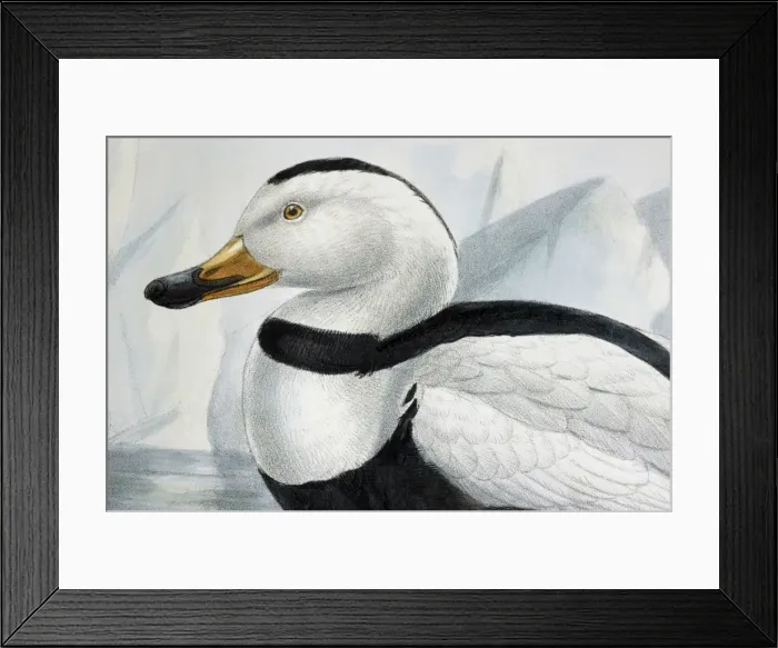 Framed Print : Illustration - Labrador Duck- male, from G D Rowley Extinct c1875 Framed Print : Illustration - Labrador Duck- male, from G D Rowley Extinct c1875