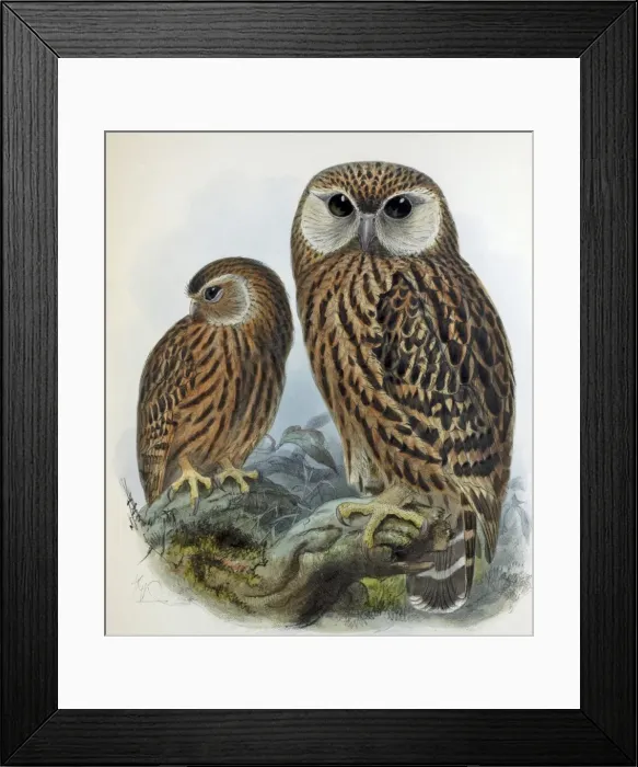Framed Print : Illustration - New Zealand Laughing owl, extinct hand coloured lithograph by J G Keulemans, froim Birds of New Zealand by W L Buller Framed Print : Illustration - New Zealand Laughing owl, extinct hand coloured lithograph by J G Keulemans, froim Birds of New Zealand by W L Buller