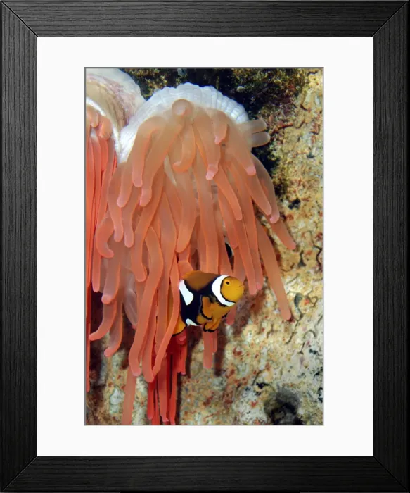 Framed Print : Anemone Fish unharmed among tentacles of sea anemone, Red Sea and Indian Ocean Framed Print : Anemone Fish unharmed among tentacles of sea anemone, Red Sea and Indian Ocean