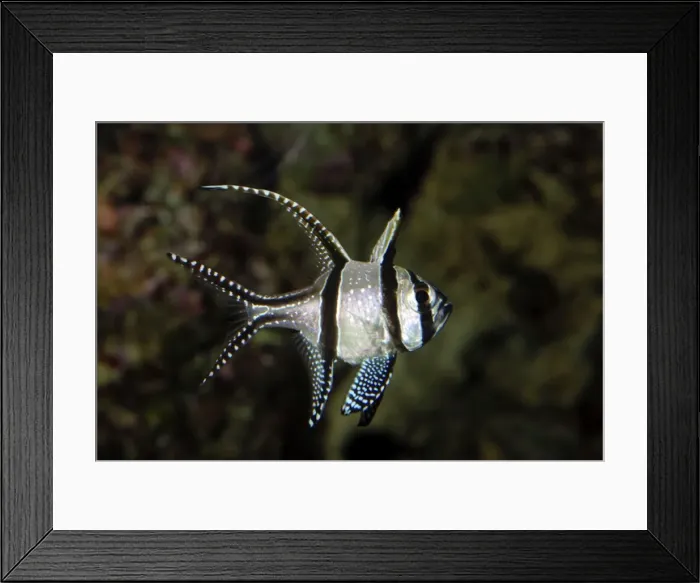Framed Print : Banggai Cardinal Fish / Kaudern's Cardinal Fish. Banggai islands, (Philippines) Central Western Pacific. Threatened by collection for aquarium trade Framed Print : Banggai Cardinal Fish / Kaudern's Cardinal Fish. Banggai islands, (Philippines) Central Western Pacific. Threatened by collection for aquarium trade