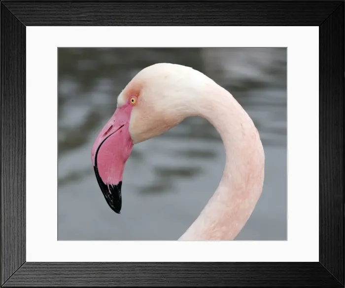 Framed Print : Flamingo. PM-10267. Flamingo. Phoenicopterus sp Framed Print : Flamingo. PM-10267. Flamingo. Phoenicopterus sp