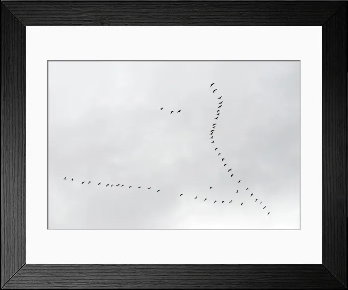 Framed Print : Brent Geese flying in V formation, Europe Framed Print : Brent Geese flying in V formation, Europe