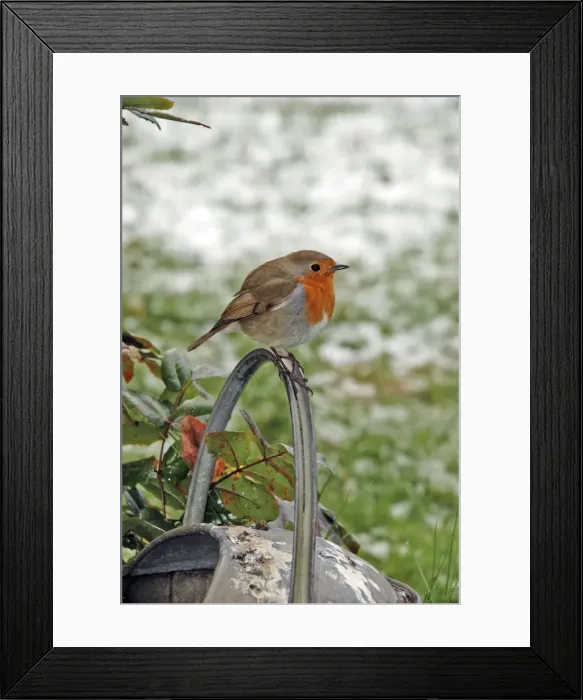 Framed Print : Robin - Sitting on watering can - Feathers fluffed up to keep warm in winter (snow in background) Framed Print : Robin - Sitting on watering can - Feathers fluffed up to keep warm in winter (snow in background)