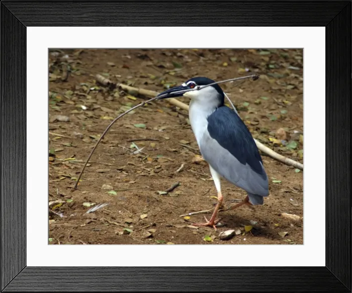 Framed Print : Black Crowned Night Heron: collecting nestbuilding material Framed Print : Black Crowned Night Heron: collecting nestbuilding material