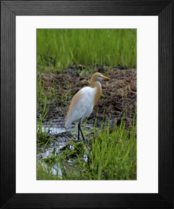 Framed Print : Cattle Egret with adult breeding plumes Framed Print : Cattle Egret with adult breeding plumes