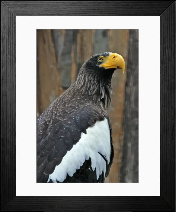 Framed Print : Steller's Sea Eagle Framed Print : Steller's Sea Eagle
