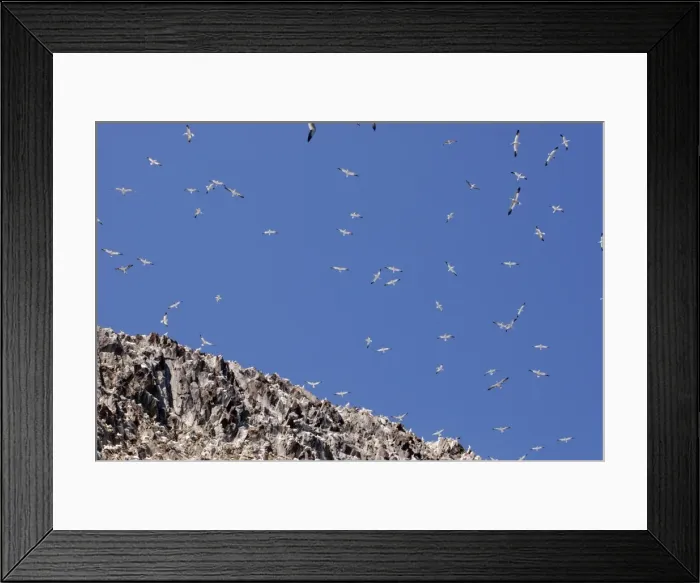 Framed Print : Gannets soaring over Bass Rock Framed Print : Gannets soaring over Bass Rock