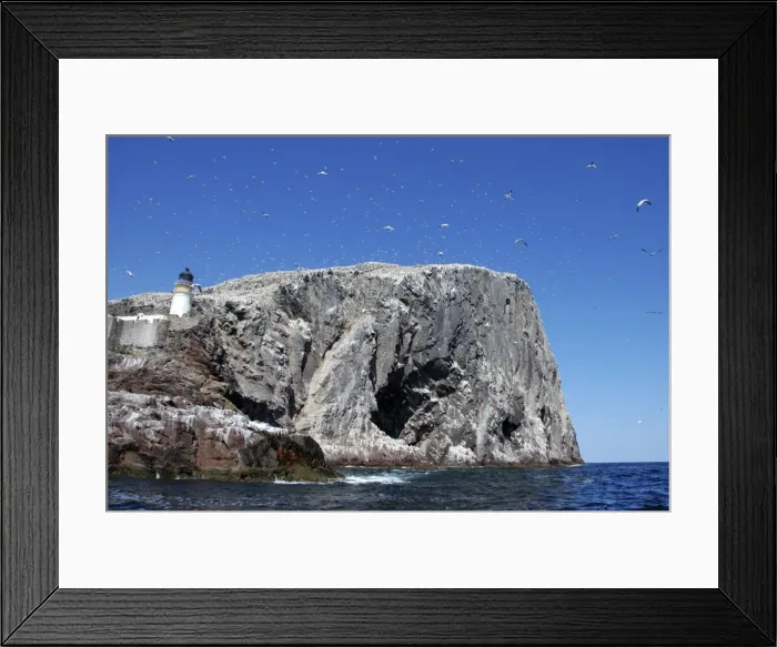 Framed Print : Gannets soaring over Bass Rock Framed Print : Gannets soaring over Bass Rock
