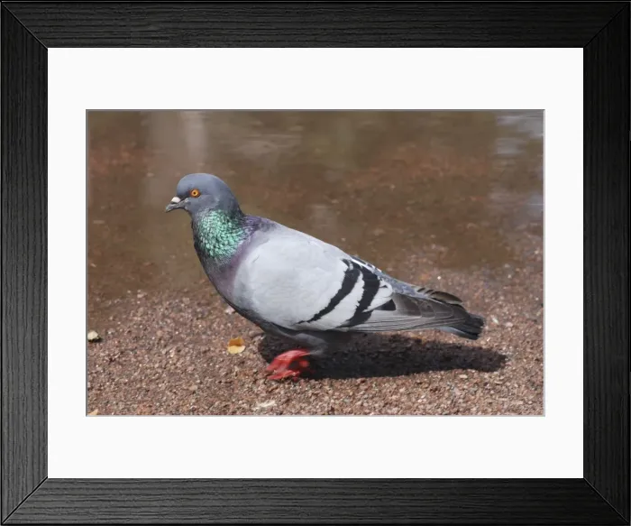 Framed Print : Feral Pigeon walking - pigeons walk, other birds hop Framed Print : Feral Pigeon walking - pigeons walk, other birds hop