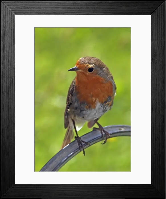 Framed Print : Robin- moulting Framed Print : Robin- moulting