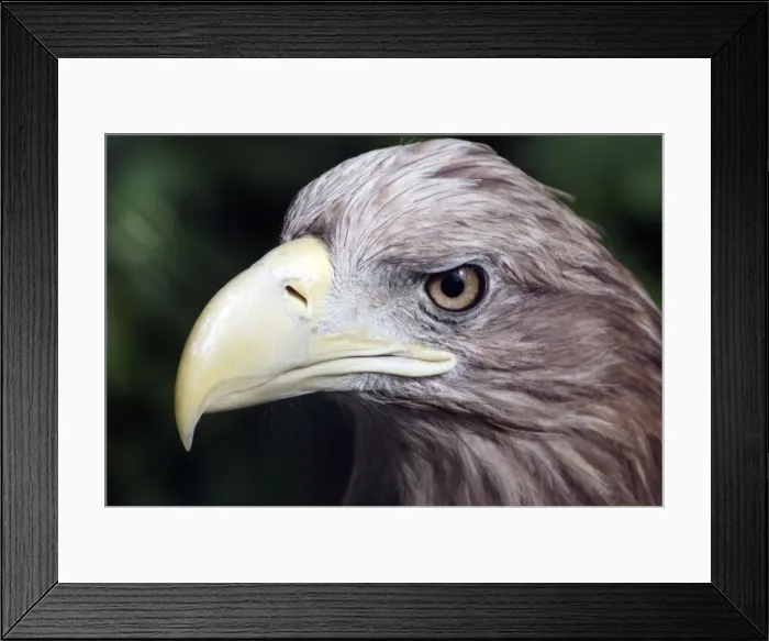 Framed Print : White Tailed / White Tailed Sea Eagle - Europe Framed Print : White Tailed / White Tailed Sea Eagle - Europe