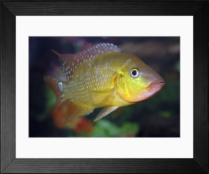 Framed Print : Harlequin Cichlid - freshwaters Colombia and Ecuador, S. America Framed Print : Harlequin Cichlid - freshwaters Colombia and Ecuador, S. America