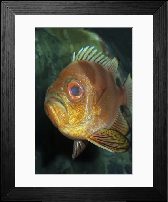 Framed Print : Popeye Catalufa / Big Eye - East Pacific: Deep water rocky shores, California to Peru Framed Print : Popeye Catalufa / Big Eye - East Pacific: Deep water rocky shores, California to Peru