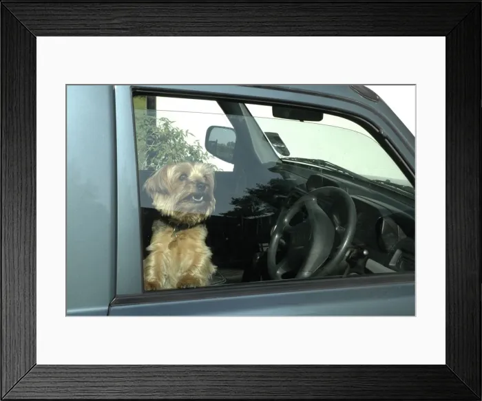 Framed Print : Dog left in car with window open for ventilation Framed Print : Dog left in car with window open for ventilation