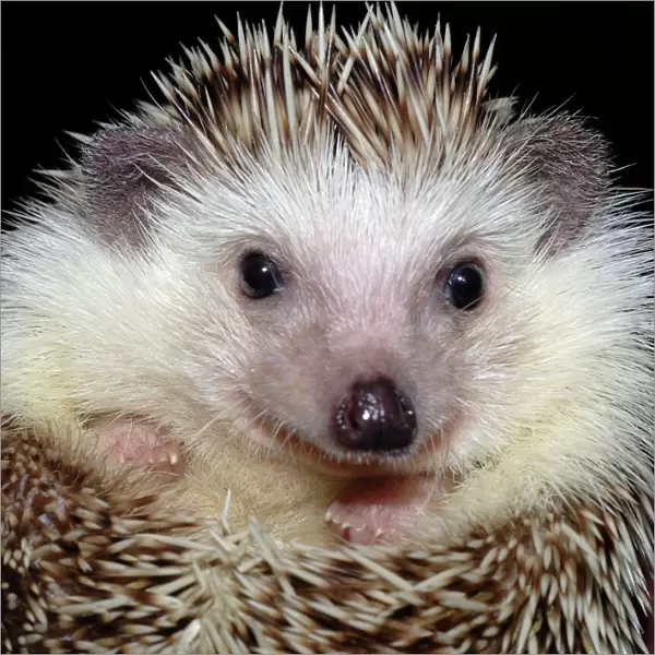 African Pygmy Hedgehog - a domesticated form of the White-bellied Hedgehog