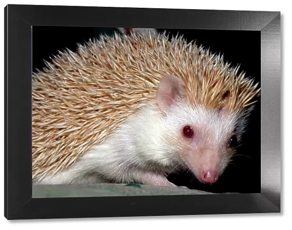 African Pygmy Hedgehog - a domesticated form of the White-bellied Hedgehog - Blonde variety
