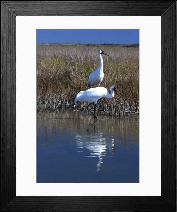 Framed Print : Whooping Cranes - On wintering grounds at Aransas National Wildlife Refuge - Texas coast - USA Framed Print : Whooping Cranes - On wintering grounds at Aransas National Wildlife Refuge - Texas coast - USA