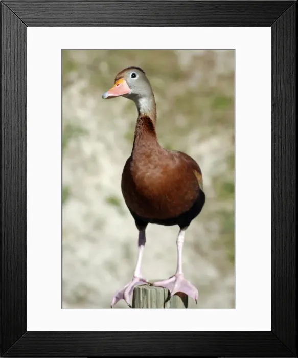 Framed Print : Black-bellied Tree Duck / Black-bellied Whistling Duck - southern USA central and northern South America Framed Print : Black-bellied Tree Duck / Black-bellied Whistling Duck - southern USA central and northern South America