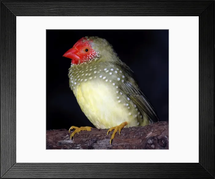 Framed Print : Star Finch - coastal North East Australia Framed Print : Star Finch - coastal North East Australia