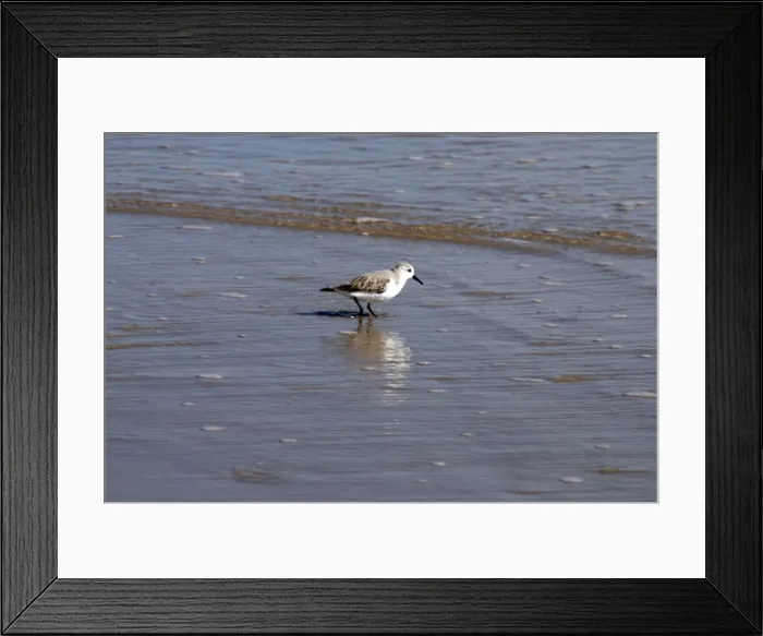 Framed Print : Sanderling - Feeding at the edge of the tide, Texas coast USA Framed Print : Sanderling - Feeding at the edge of the tide, Texas coast USA