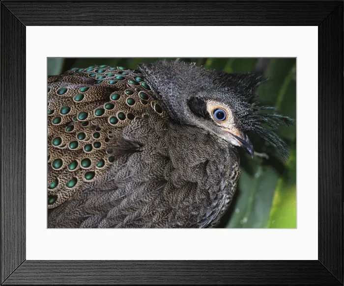 Framed Print : Himalayan Grey Peacock Pheasant Framed Print : Himalayan Grey Peacock Pheasant